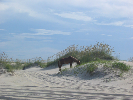 Wild Horse Tours in Corolla