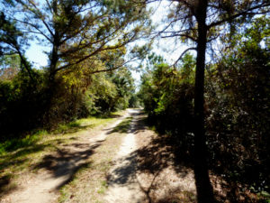 Buxton Woods, Old Doctors Road.