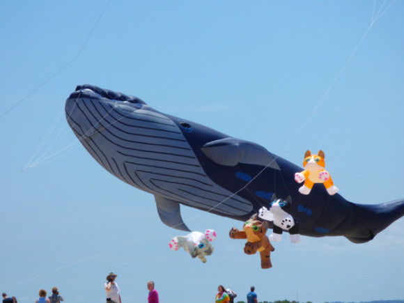 Life-sized blue whale kite in flight.