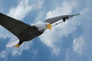 Single line eagle kite in flight.