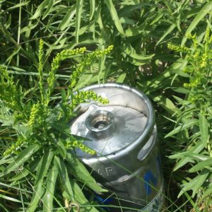 A keg sitting next to hops that will soon earn its wings at the annual Kitty Hawk Kites Brewtag