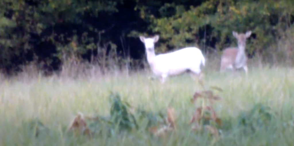 Virginia Dare haunts the Outer Banks as a white doe.