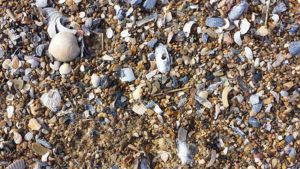 beachcombing-outer-banks