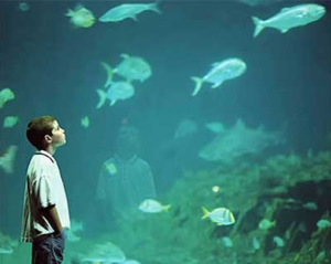 A boy looking at fish in an aquarium