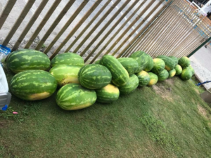 Watermelons at the Watermelon Festival