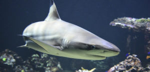 A shark in the aquarium