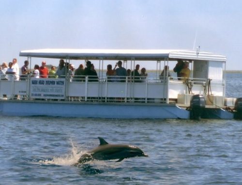Meet the Dolphins of the Outer Banks