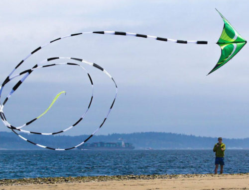 The Beginner's Guide to Kites