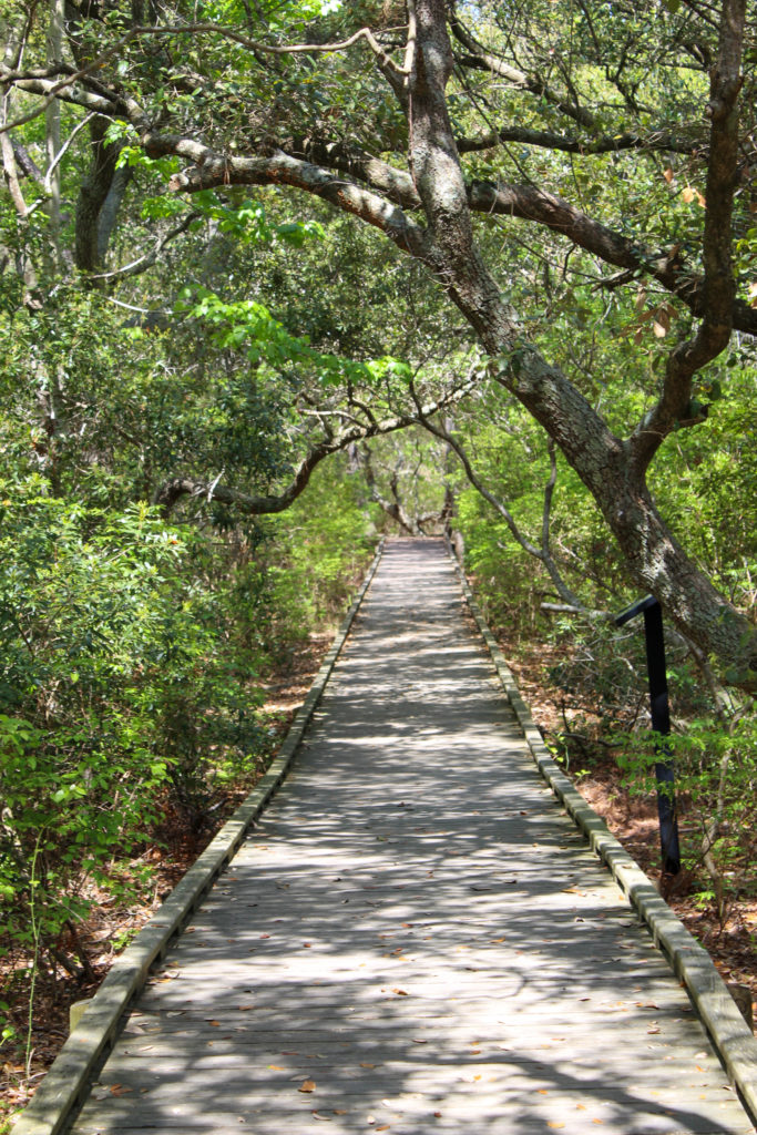 paved trail through the Nags Head Woods in the Outer Banks