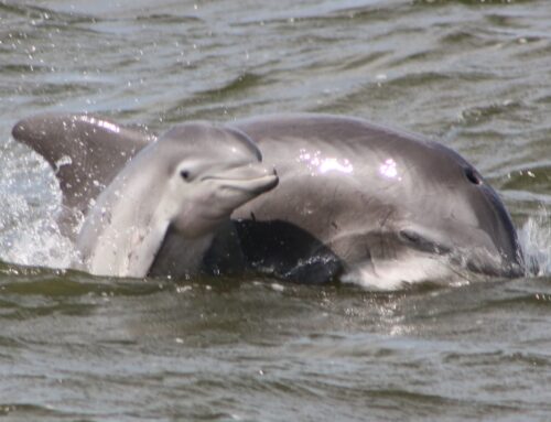 On an OBX Dolphin Tour 🐬 It’s All About Fins, Facts and Fun!